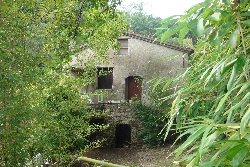 Vue du champ de bambous